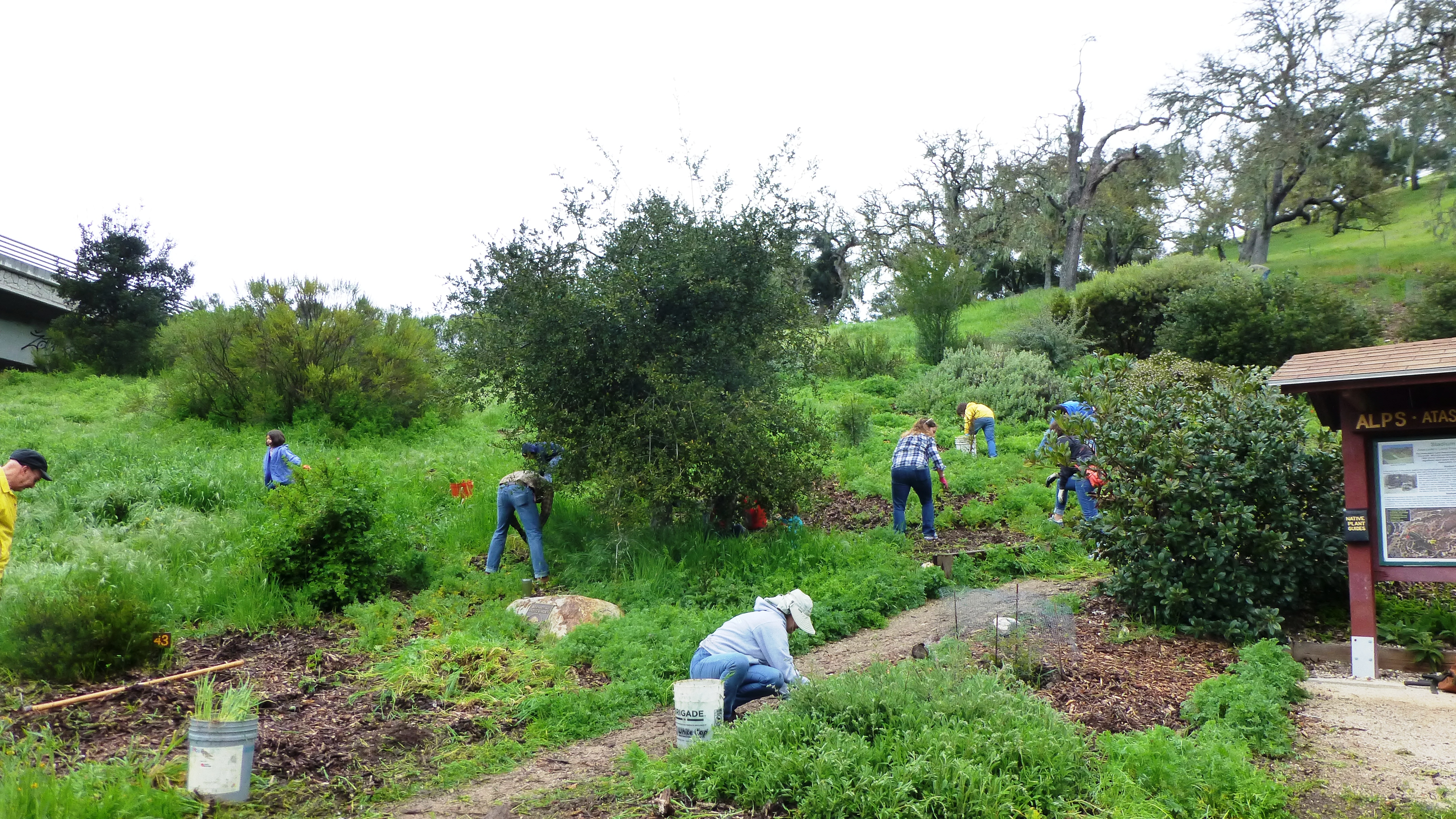 More weeding in the garden.